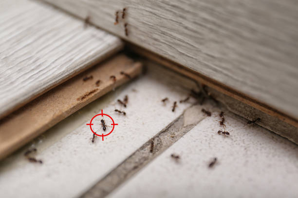 Best Mosquito Control Services  in Halifax, VA